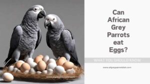 Can African Greys Eat Eggs