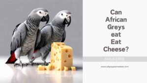 Can African Greys Eat Cheese