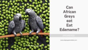 Can African Greys Eat Edamame