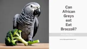 Can African Greys Eat Broccoli