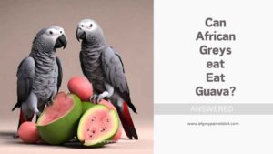 Can African Greys Eat Guava