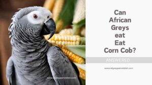 Can African Grey Parrots Eat Corn Cob