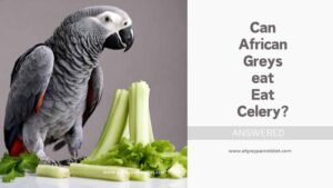 Can African Greys Eat Celery