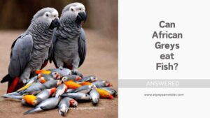 Can African Greys Eat Fish
