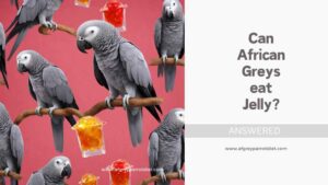 Can African Greys Eat Jelly