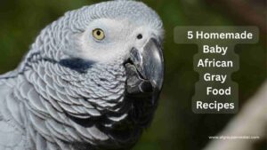 5 Homemade Baby African Gray Parrot Food Recipes